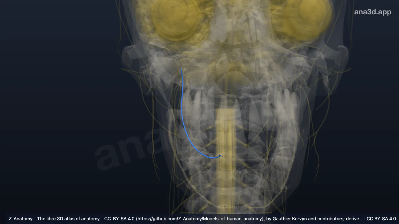 3D model: right lingual nerve