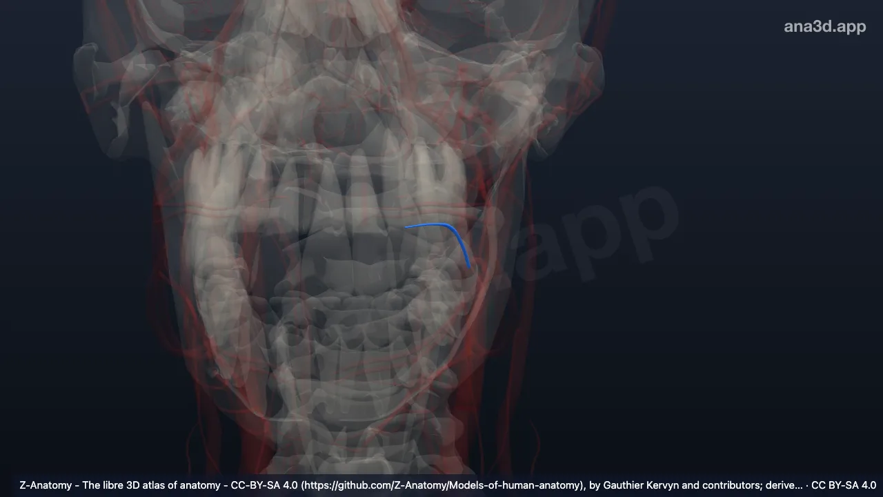 3D model: left lingual vein