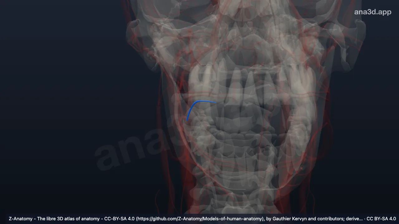 3D model: right lingual vein