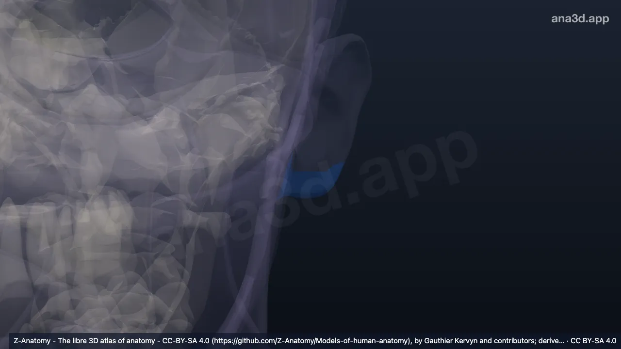 Modelo 3D: Lóbulo auricular izquierdo