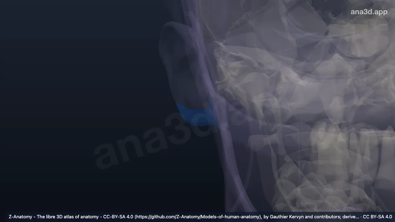 Modèle 3D : Lobule auriculaire droit