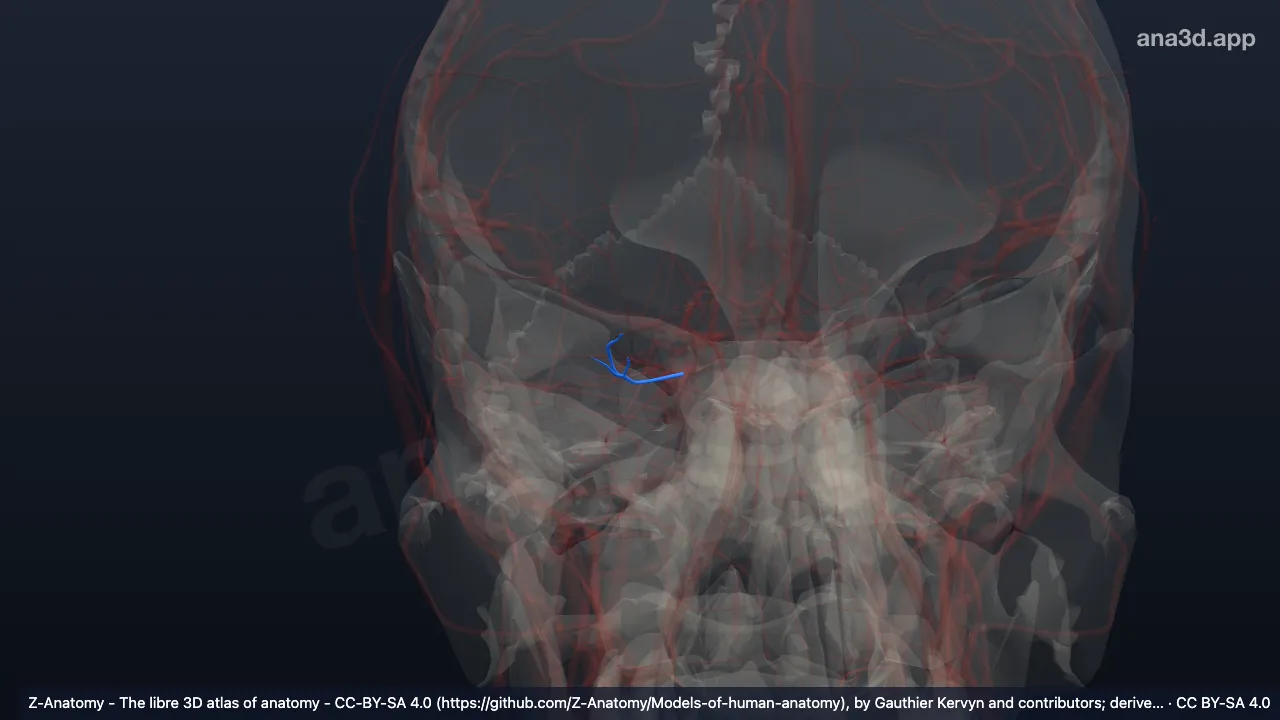 3D model: right long posterior ciliary arteries