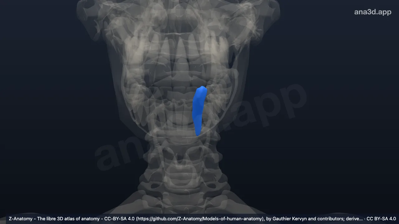 Model 3D: Gigi kaninus bawah kiri