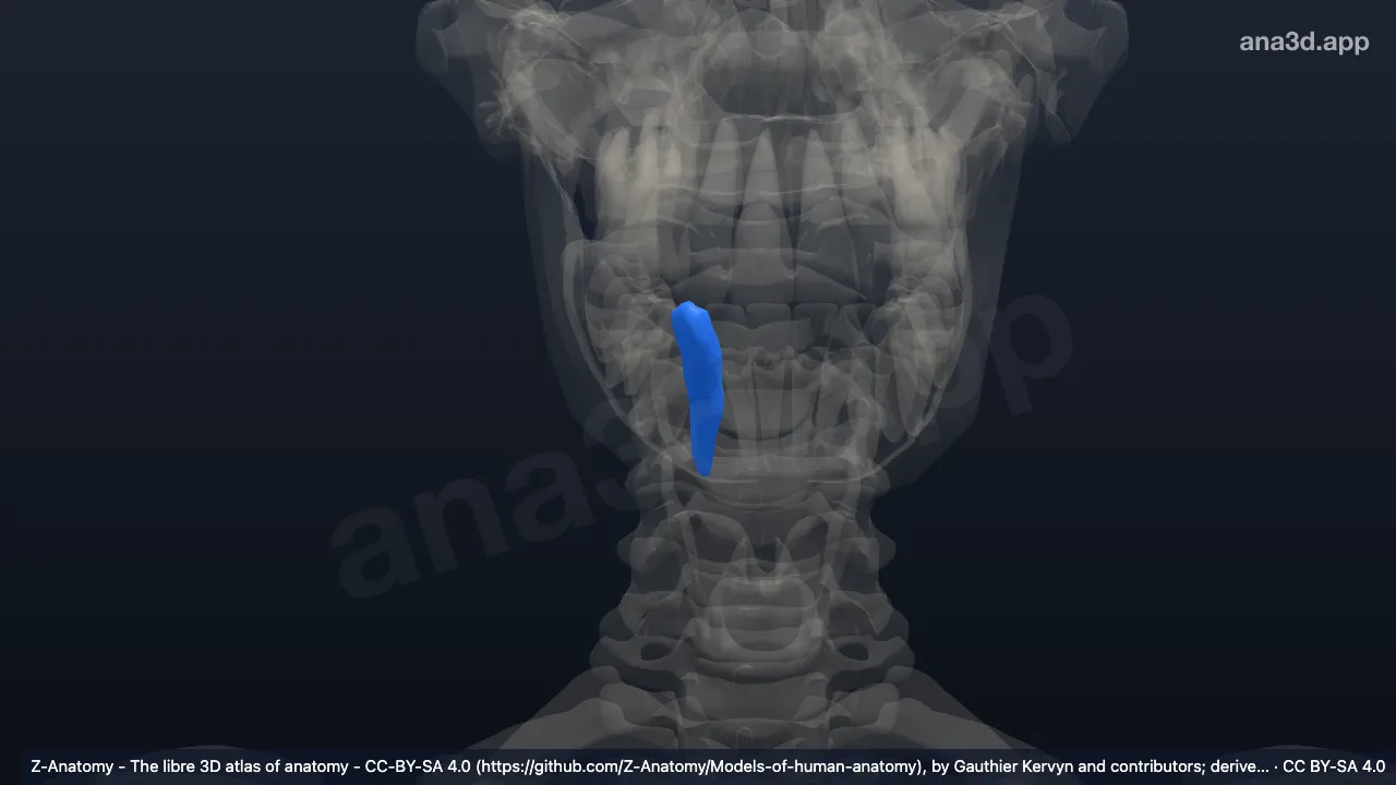 Modelo 3D: Diente canino inferior derecho