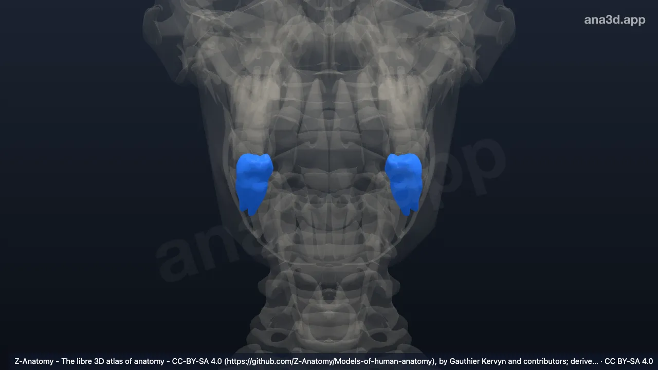 Model 3D: Gigi molar ke-1 bawah