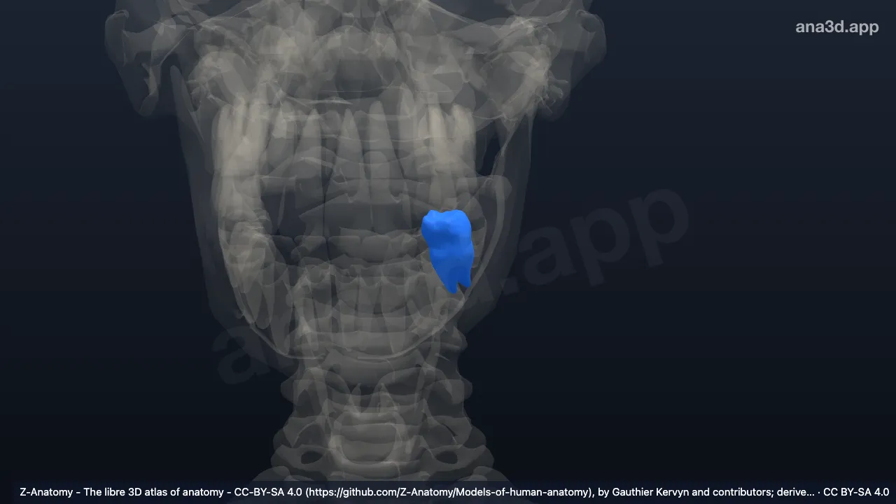 3D-Modell: Linker unterer erster Molar