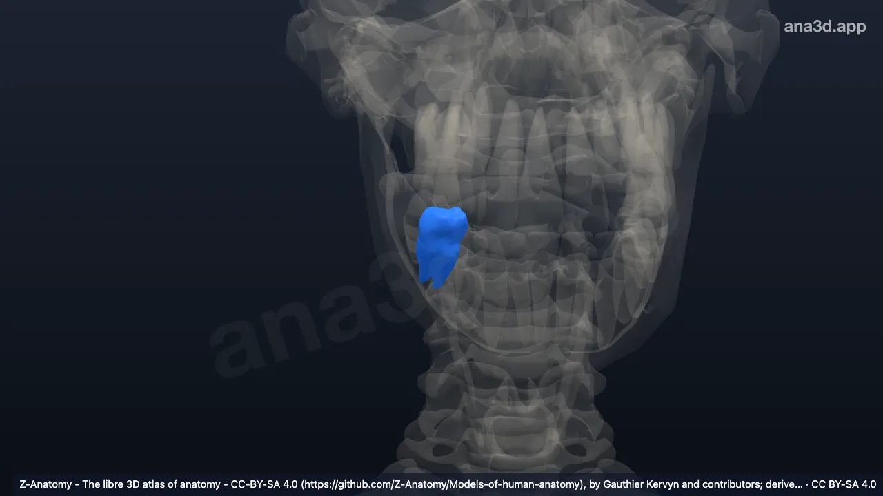 3D model: right lower first molar tooth