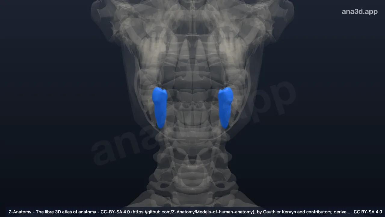 Model 3D: Gigi premolar ke-1 bawah