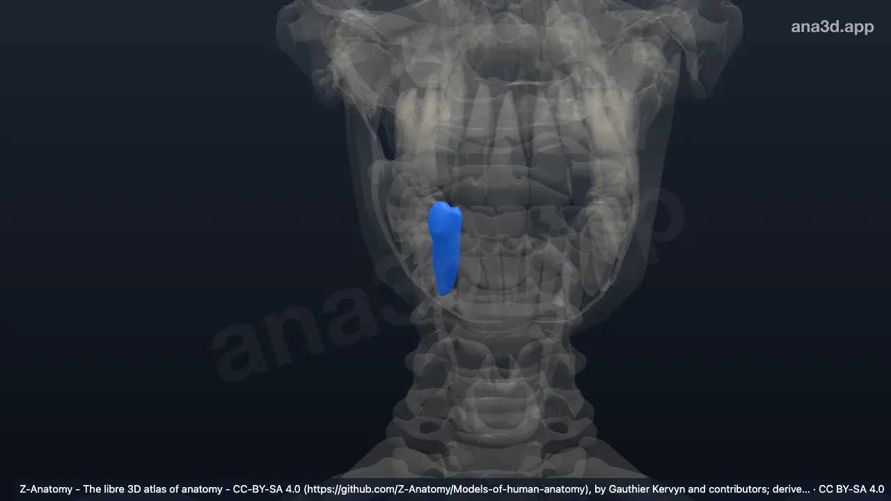 3D-Modell: Rechter unterer erster Prämolar