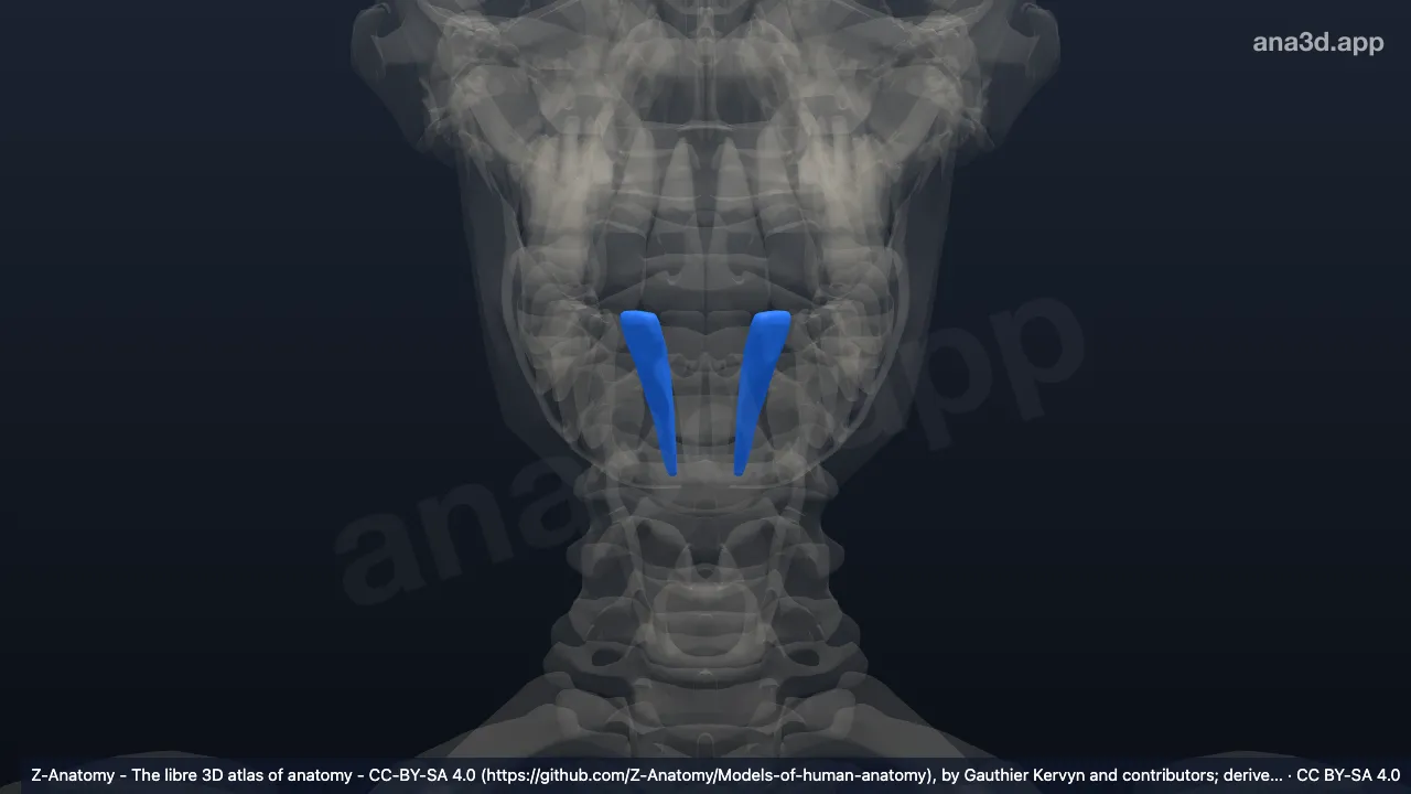 Model 3D: Gigi insisivus lateral bawah