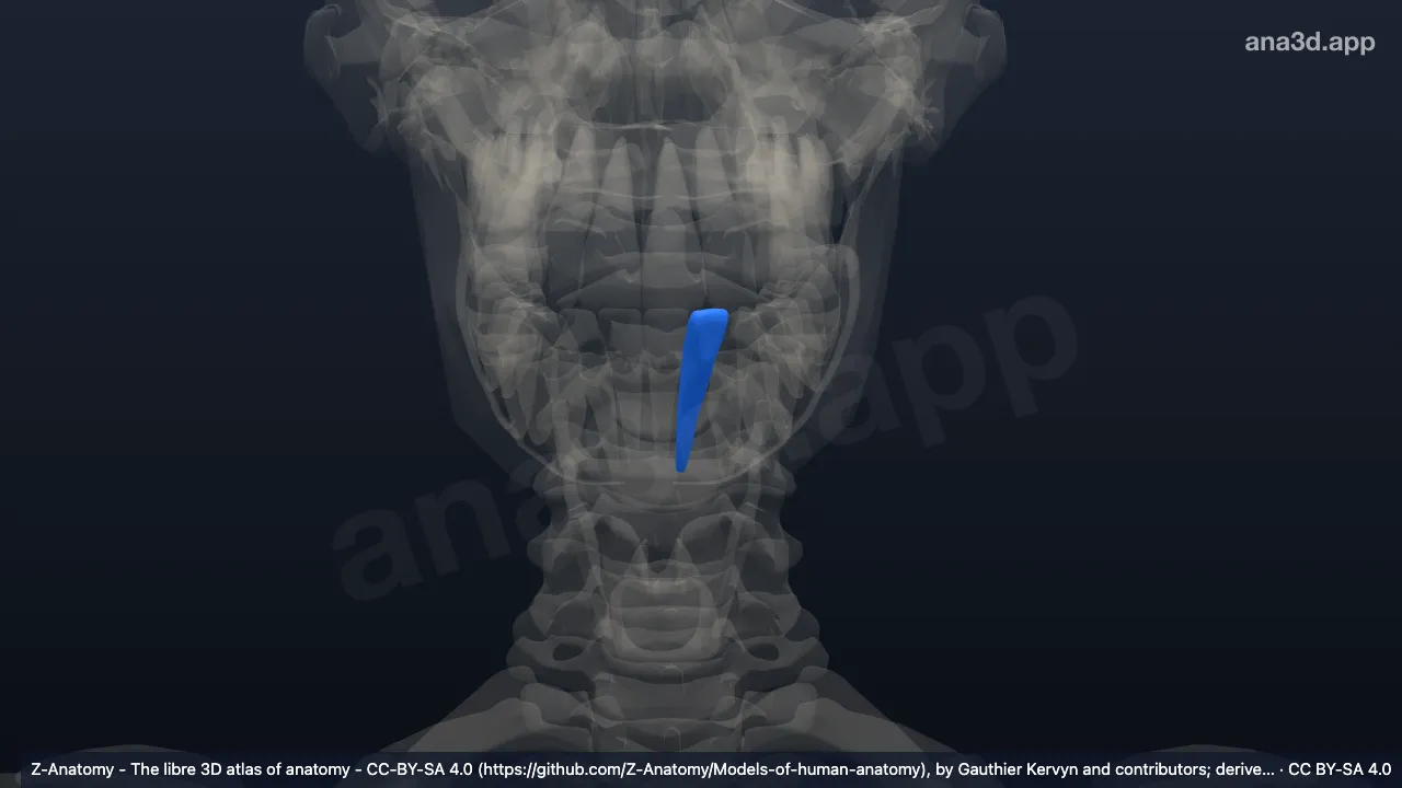 3D-Modell: Linker unterer seitlicher Schneidezahn