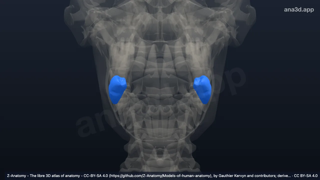 Modelo 3D: Segundo molar inferior