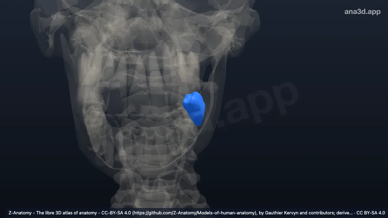 3D 模型：左下第2磨牙