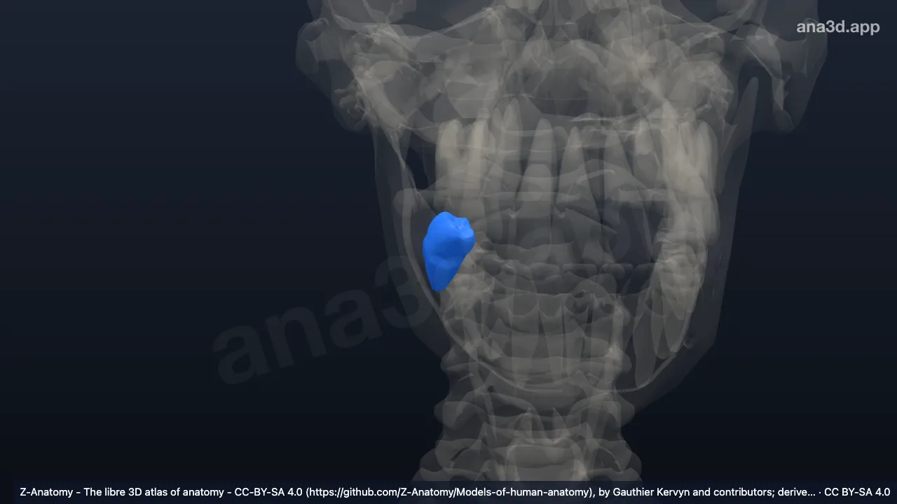 Modèle 3D : Deuxième molaire inférieure droite
