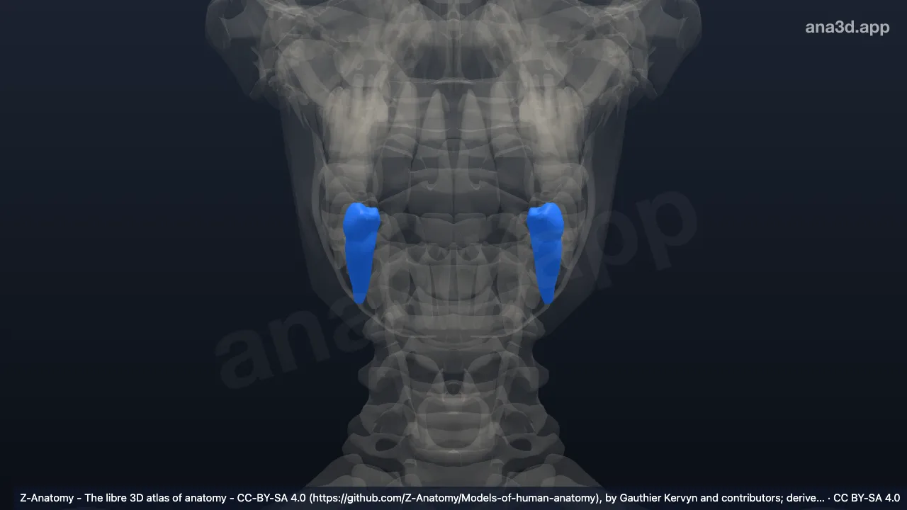 3D model: lower second premolar