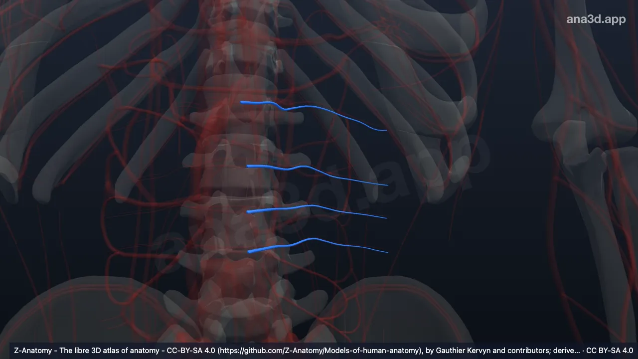 3D-Modell: Linke Arteriae lumbales