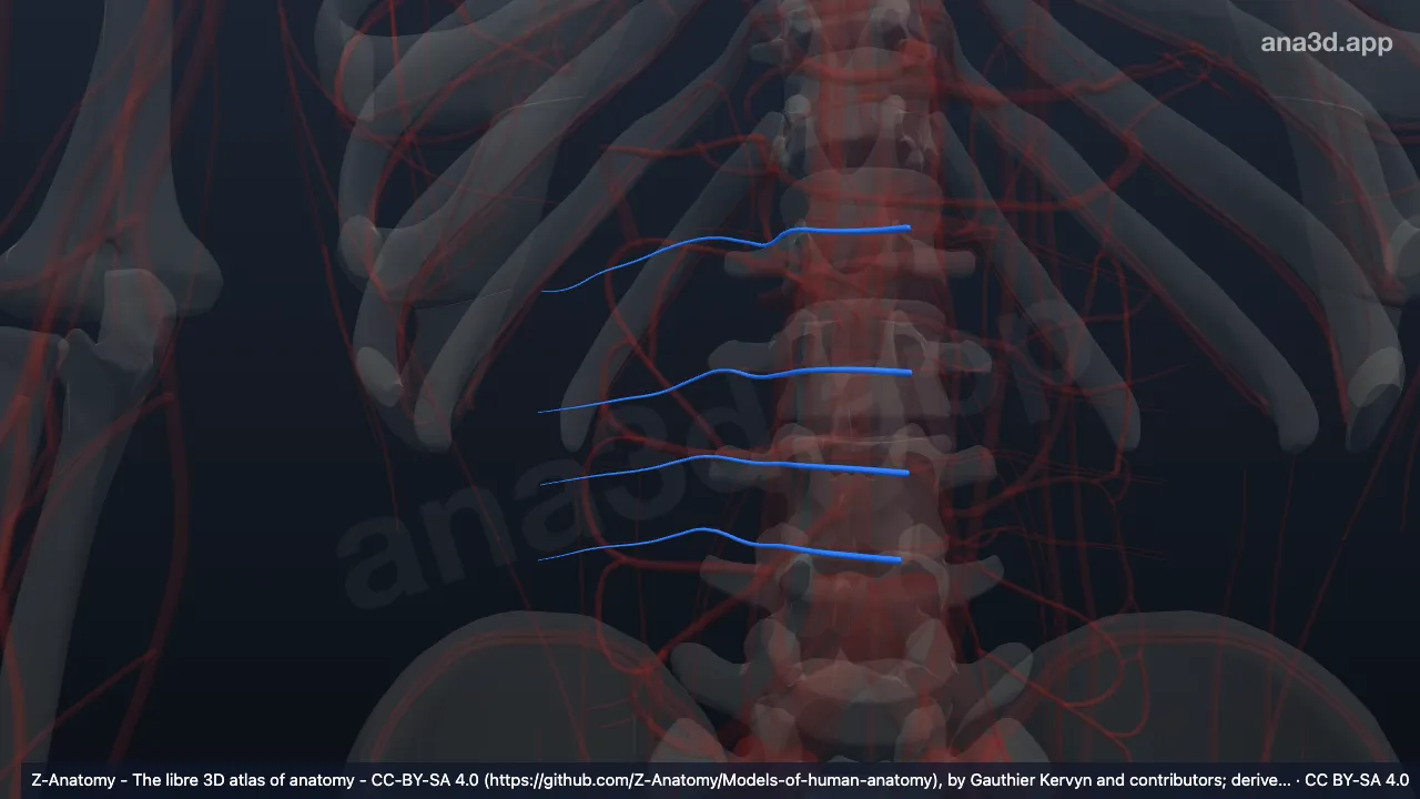 Model 3D: Arteri lumbalis kanan