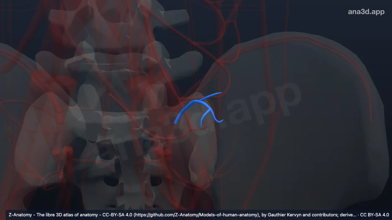 Modelo 3D: Rama lumbar de la arteria iliolumbar izquierda