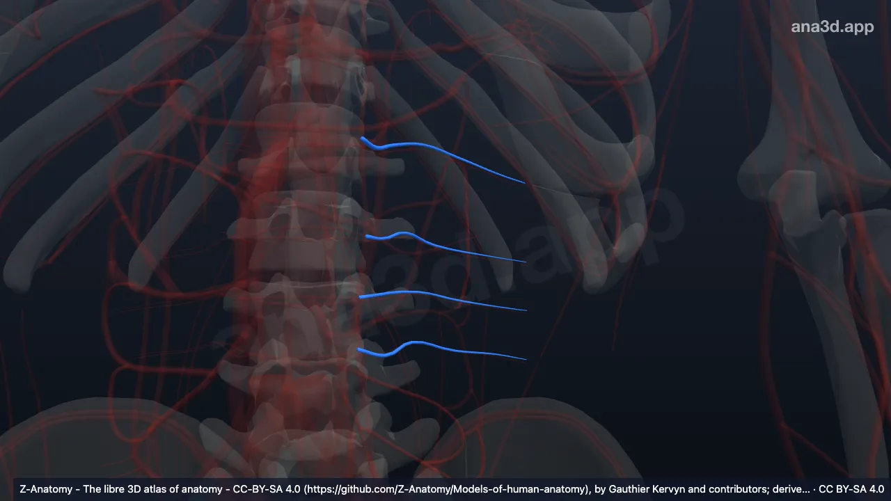3D model: left lumbar veins