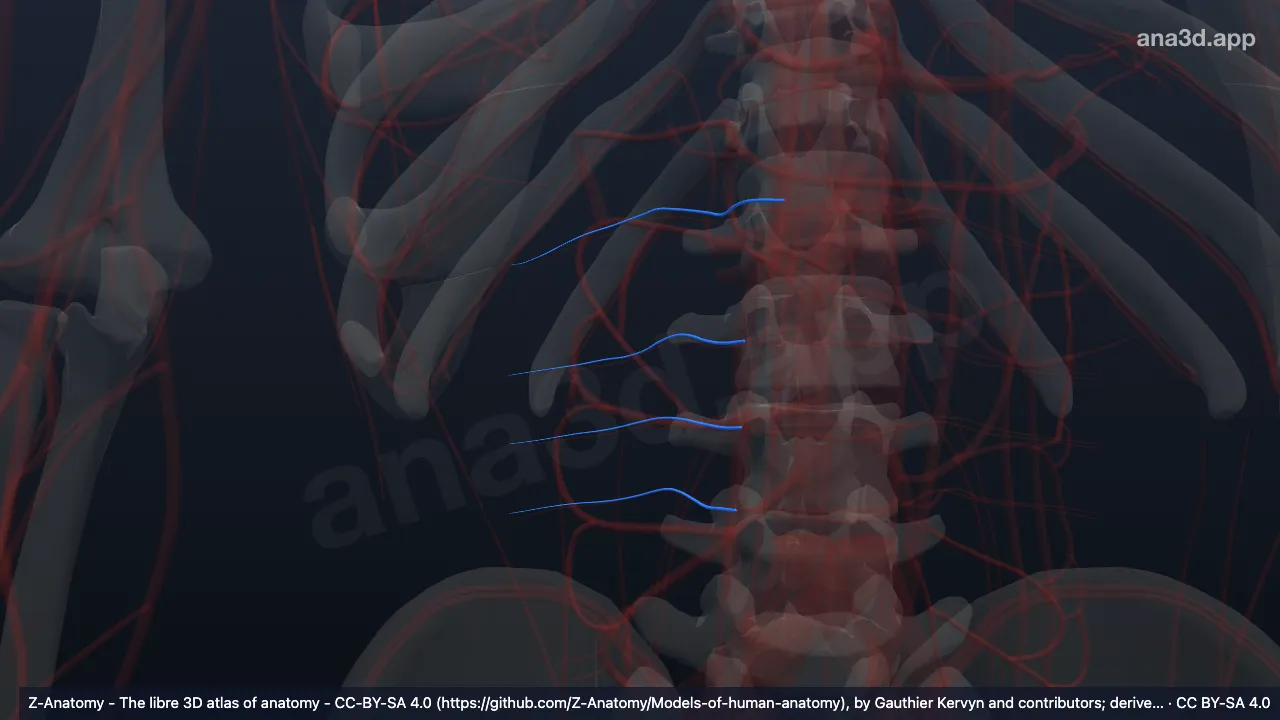 3D model: right lumbar veins