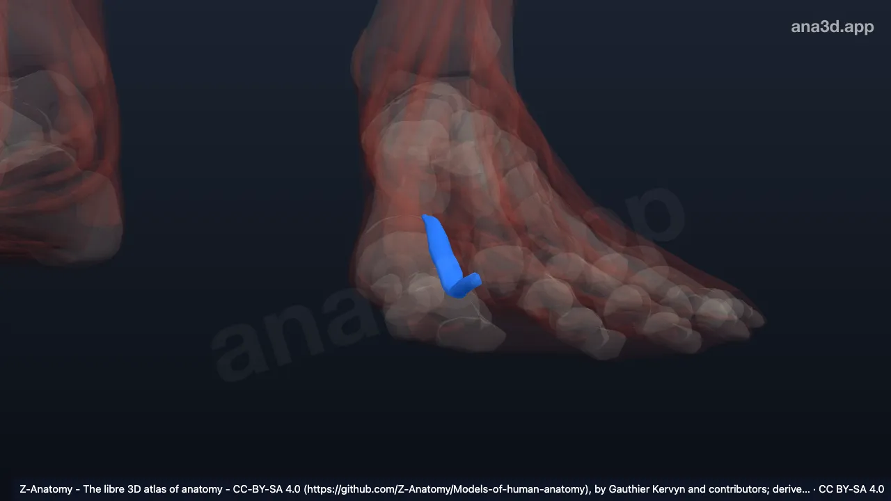 3D-Modell: Linke Musculi lumbricales des Fußes