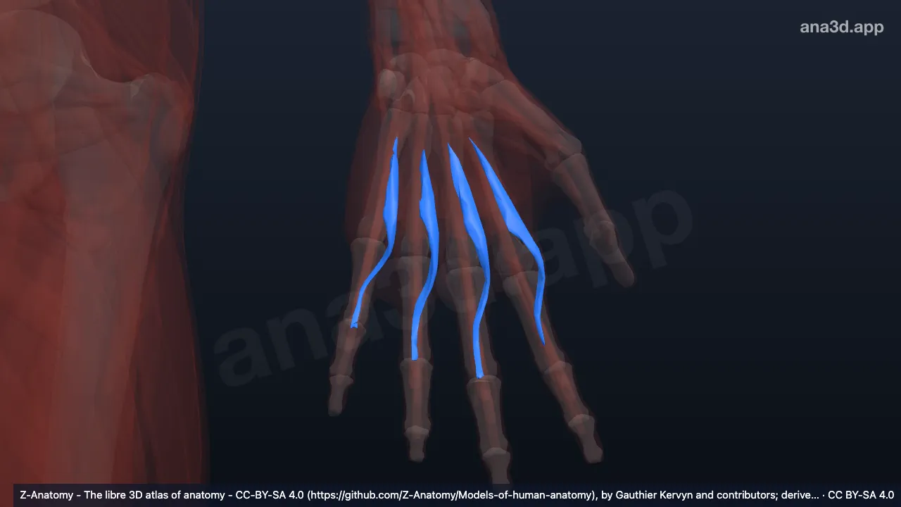Modèle 3D : Muscles lombricaux de la main gauche