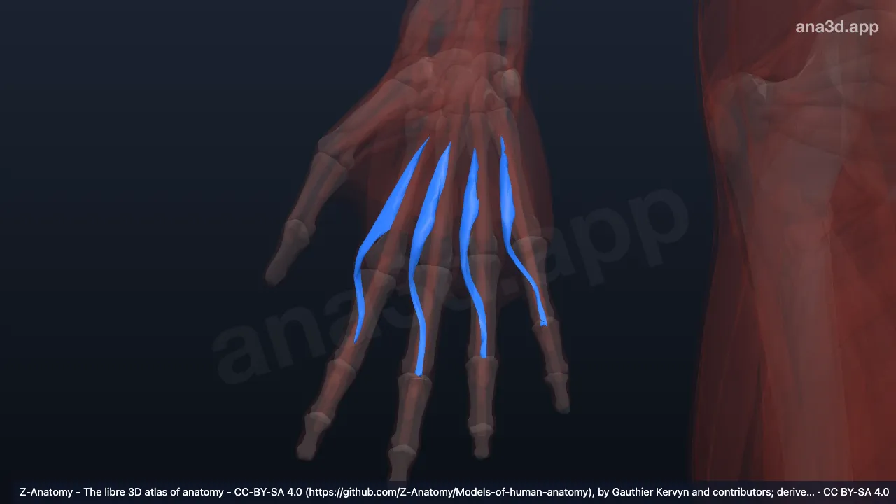 Model 3D: Otot lumbrikalis tangan kanan
