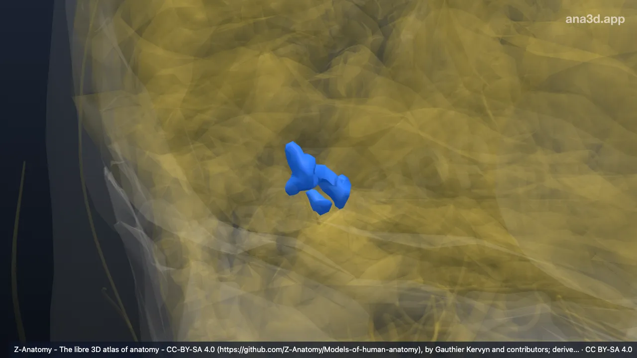 Modèle 3D : Sillon lunaire droit
