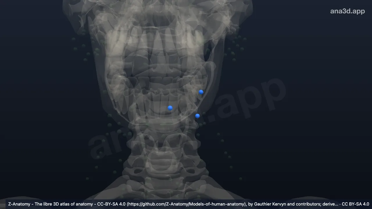 3D model: left mandibular node
