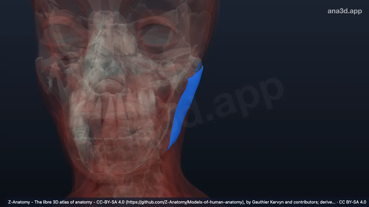 Modelo 3D: Fáscia massetérica esquerda