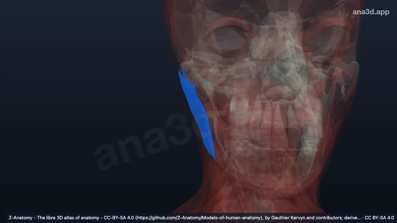 Modèle 3D : Fascia massétérin droit
