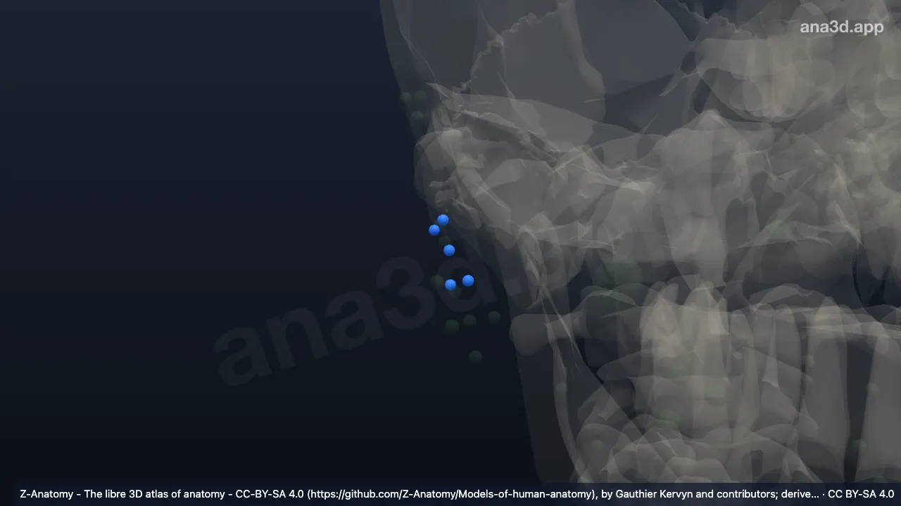 3D 模型：右乳突淋巴结