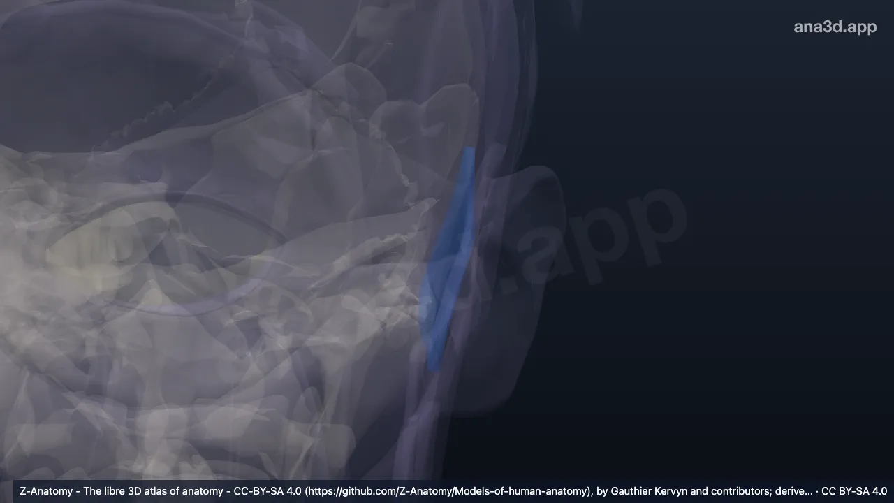 3D 模型：左乳突区