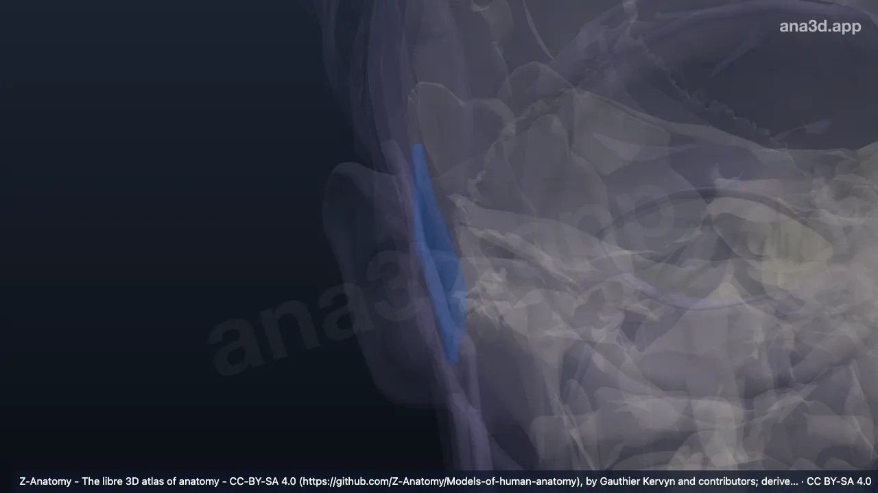 3D 모델: 오른쪽 꼭지부위