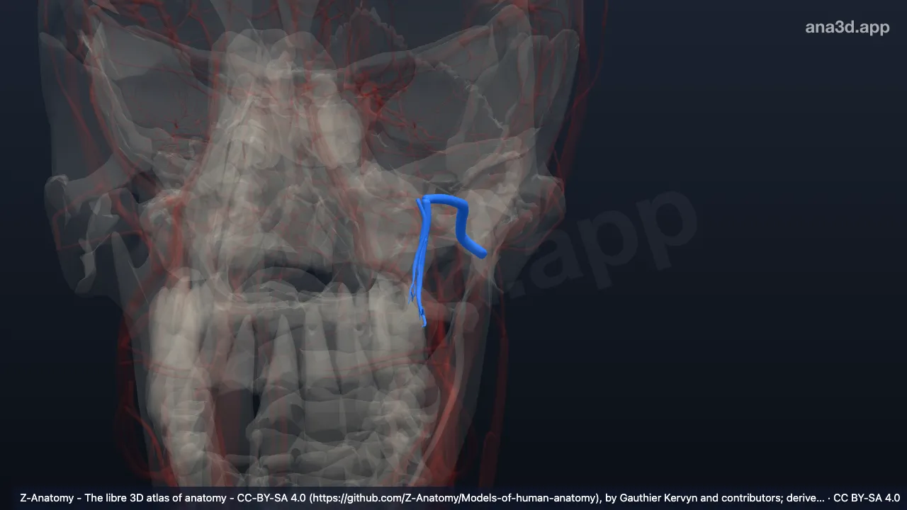 3D model: left maxillary artery