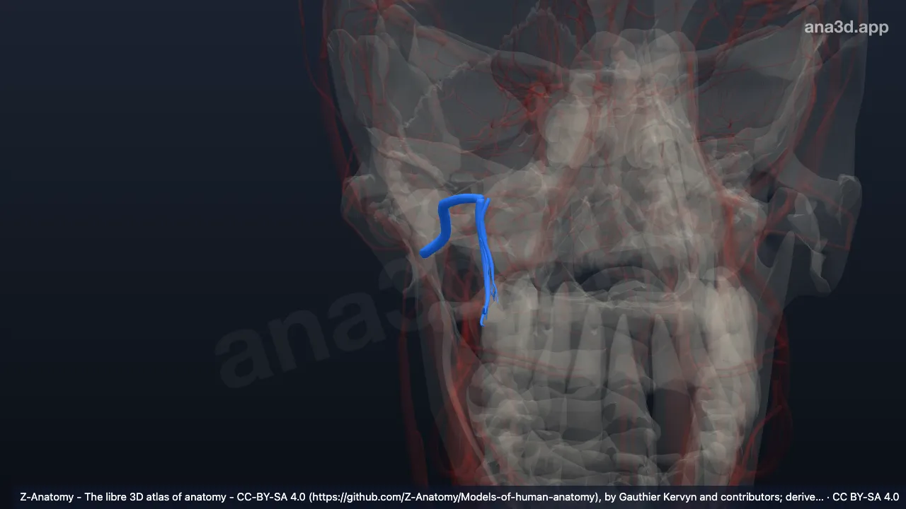 Model 3D: Arteri maksilaris kanan