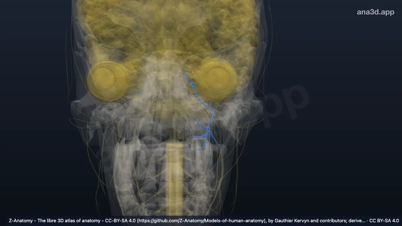 3D model: left maxillary nerve