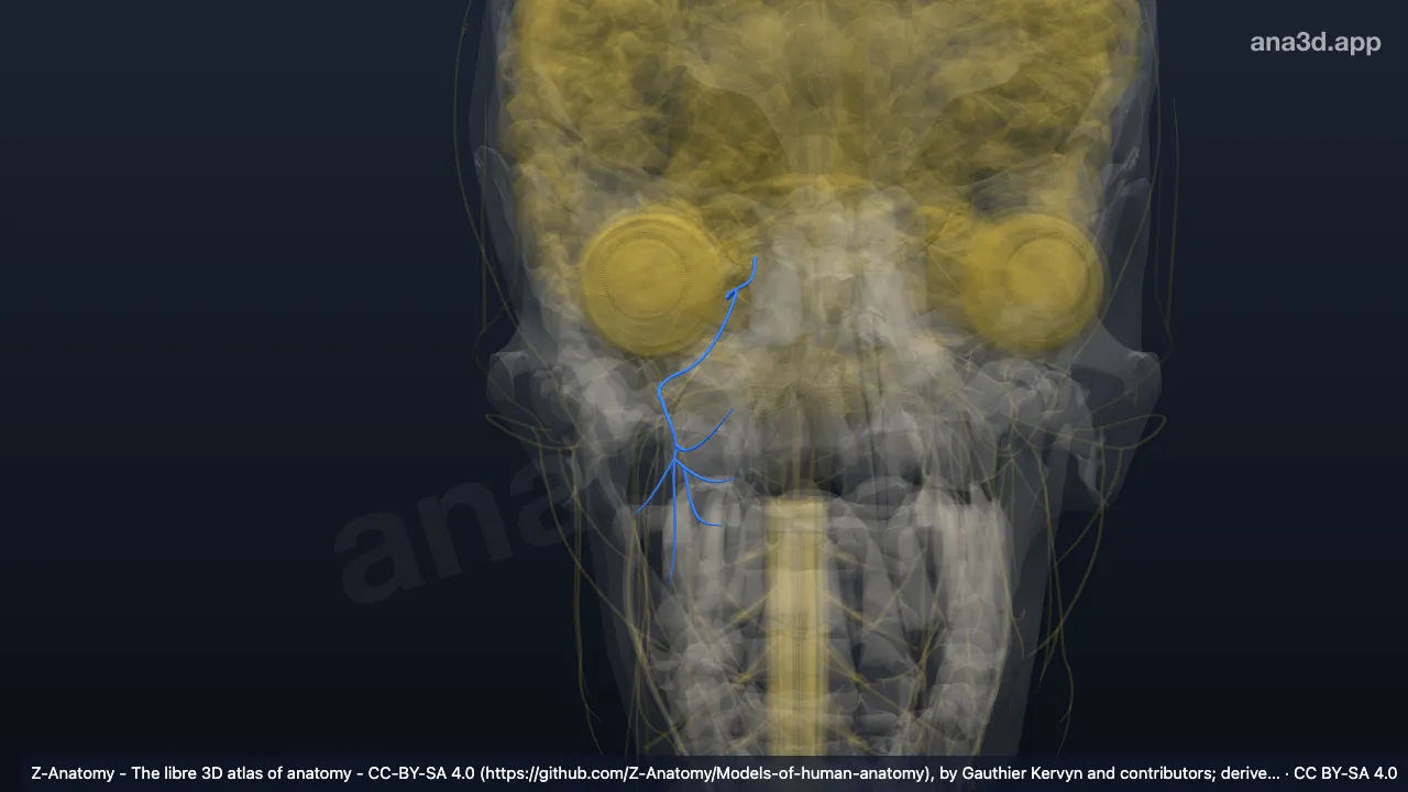 Modelo 3D: Nervo maxilar direito