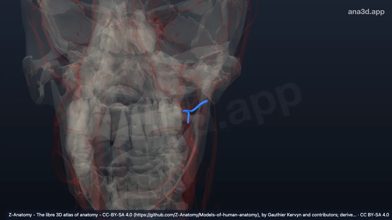 3D model: left maxillary veins