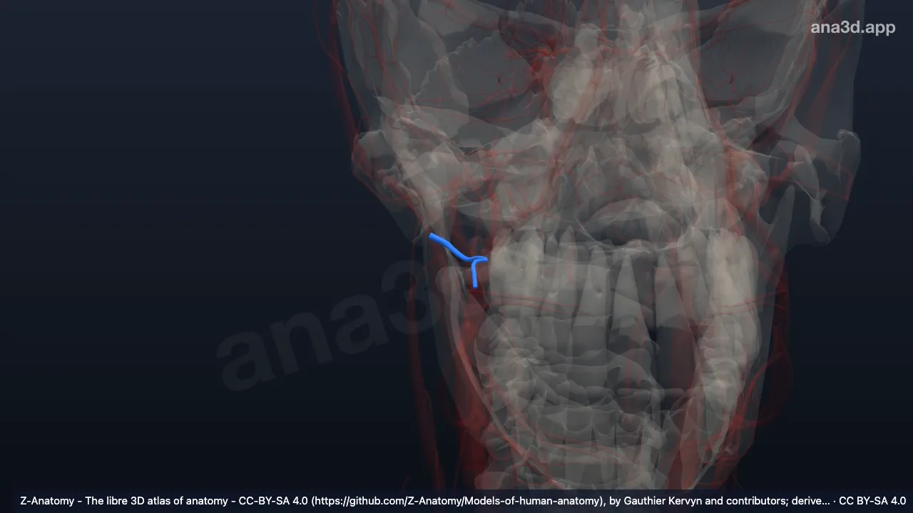 3D 模型：右上颌静脉