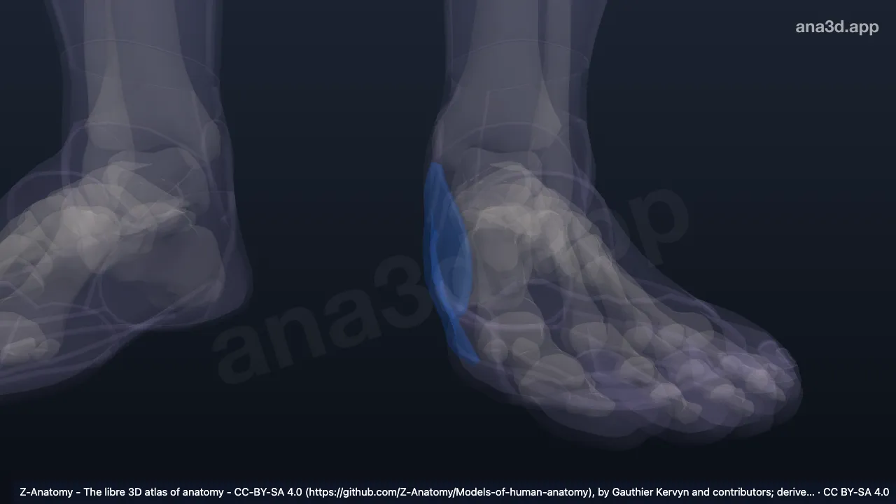 Modèle 3D : Bord médial du pied gauche