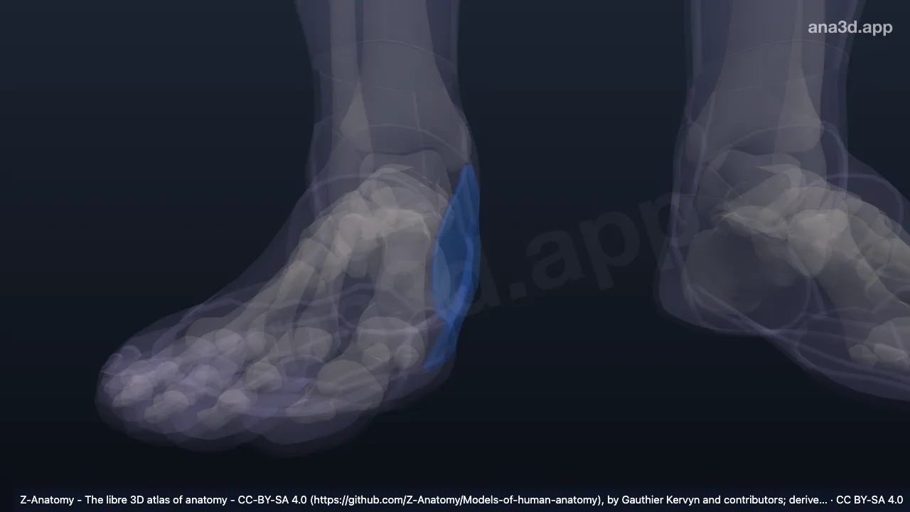 Modelo 3D: Borda medial do pé direito
