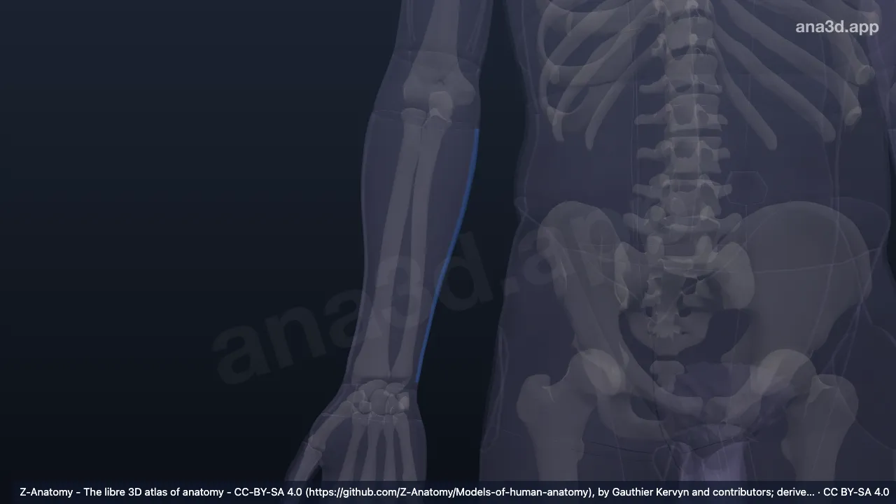 Modelo 3D: Borda medial do antebraço direito