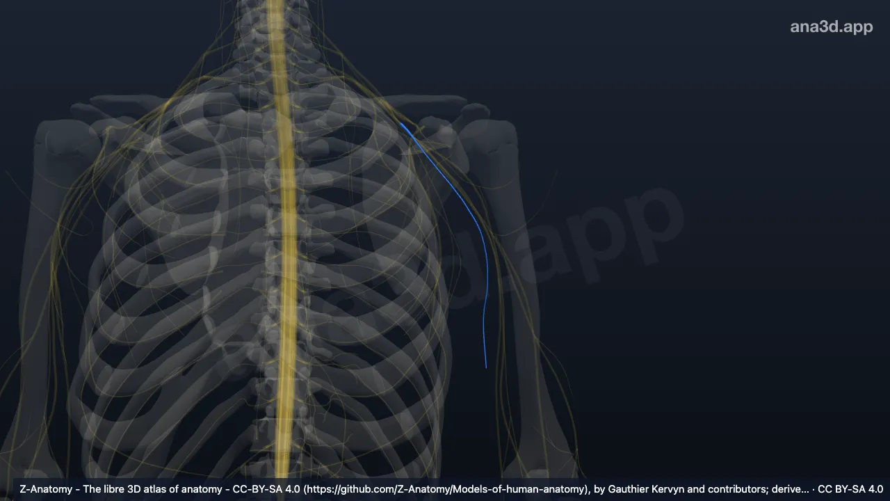 Model 3D: Saraf kutaneus brakii medialis kiri