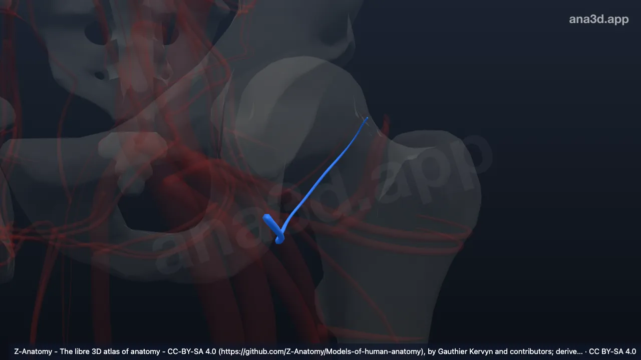 3D-Modell: Linke Arteria circumflexa femoris medialis