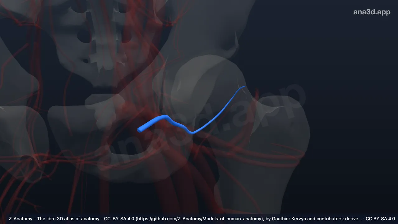 3D model: left medial circumflex femoral veins