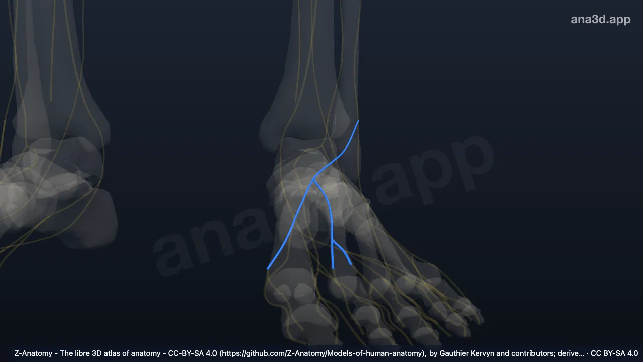 Model 3D: Saraf kutaneus dorsalis medialis kaki kiri