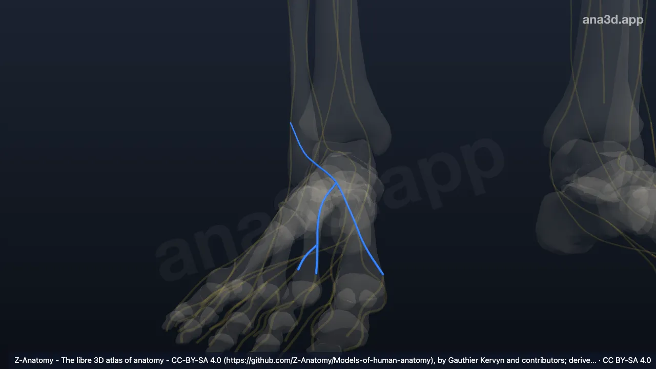 Model 3D: Saraf kutaneus dorsalis medialis kaki kanan