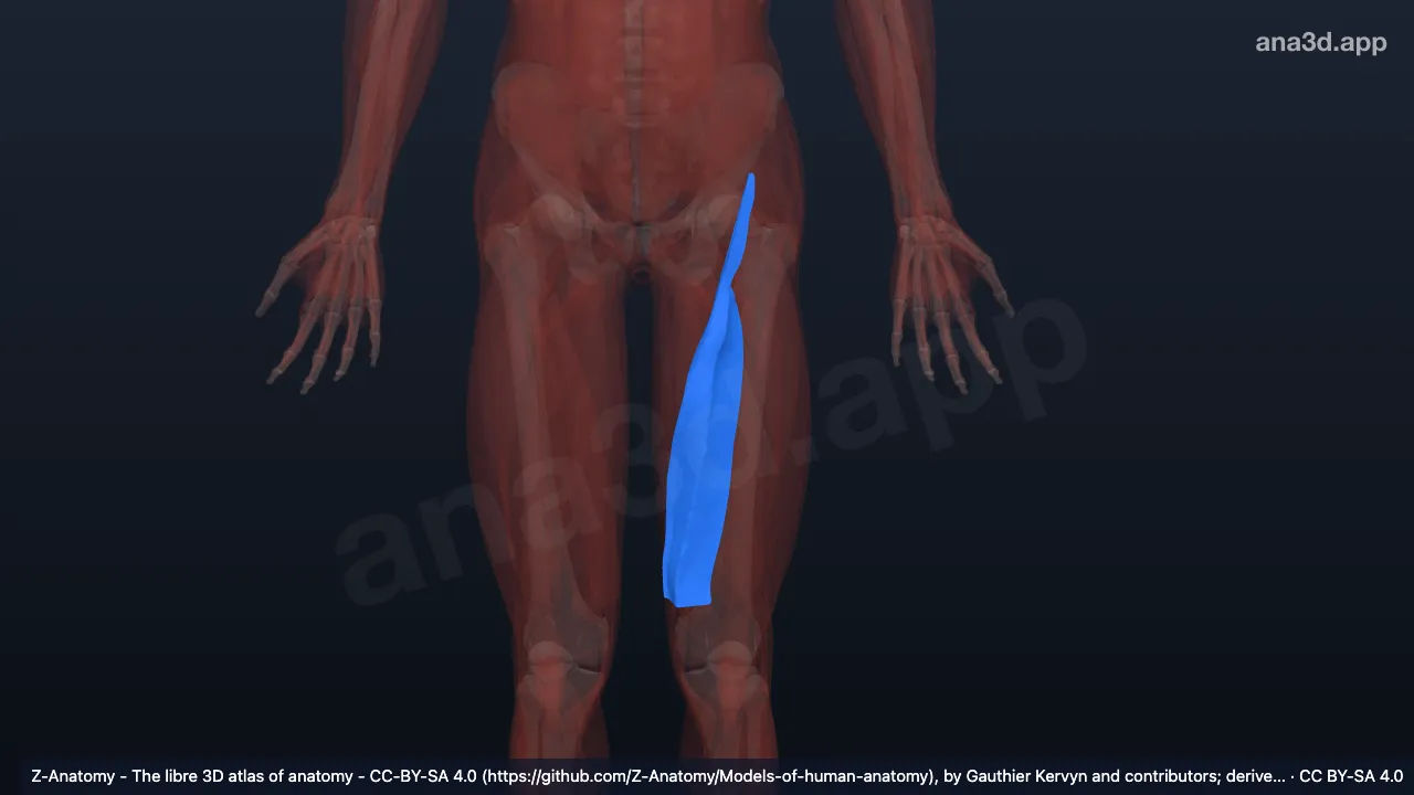 Mô hình 3D: Vách gian cơ đùi trong trái