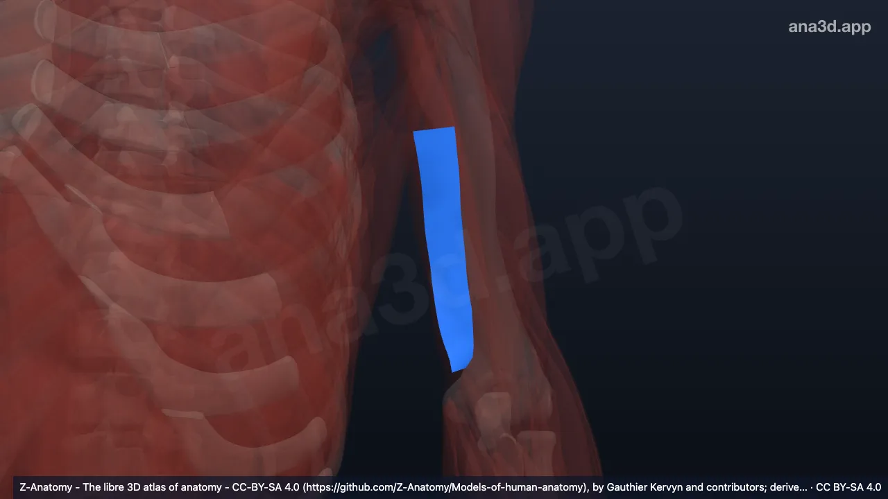 Mô hình 3D: Vách gian cơ cánh tay trong trái